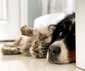 Conjuntivite causa incômodo em pets, mas tratamento é simples e rápido