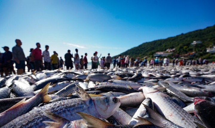 Safra da Tainha supera ano anterior 
