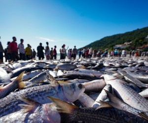 Safra da Tainha supera ano anterior 