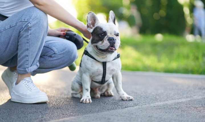 5 dicas para um passeio saudável com seu cachorro