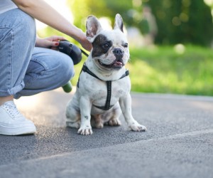 5 dicas para um passeio saudável com seu cachorro