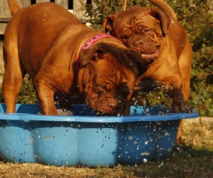 Proteja cães e gatos no clima seco