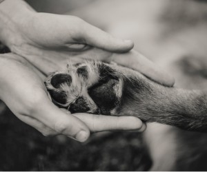 O pet morreu: o que fazer com o corpo do animal?