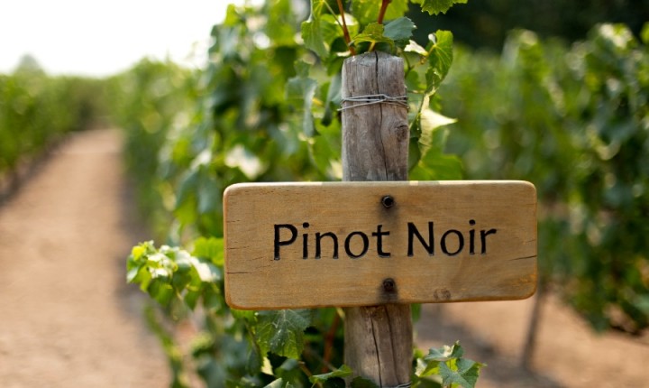 Escolha um Pinot Noir para chamar de seu 