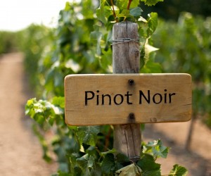 Escolha um Pinot Noir para chamar de seu 