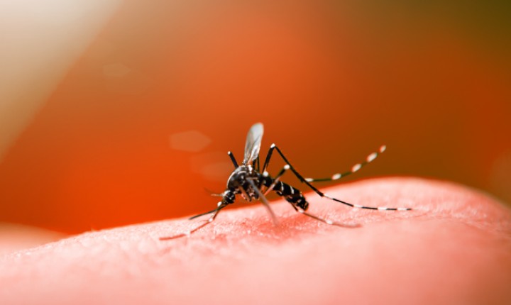 Mutirão de prevenção e combate à dengue continua na Capital