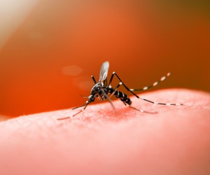 Mutirão de prevenção e combate à dengue continua na Capital