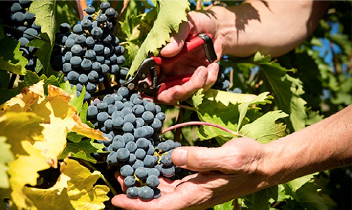 A responsável pelo champanhe da Madonna