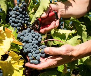 A responsável pelo champanhe da Madonna