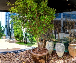 Saiba como criar um paraíso particular em casa