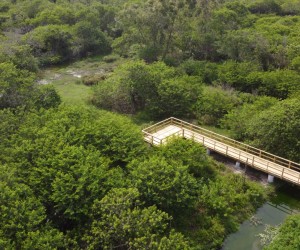 Jardim Botânico ganha dois decks para contemplação da fauna e flora do manguezal