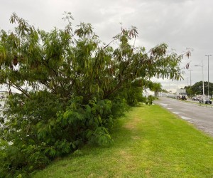 Vegetação exótica que ameaçava espécies nativas é retirada