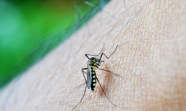  Dengue: como acontece e como se prevenir da doença 