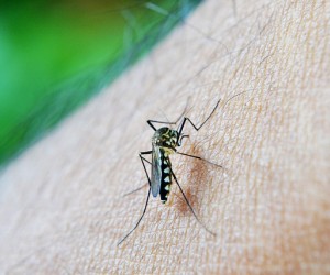  Dengue: como acontece e como se prevenir da doença 
