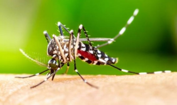 Prefeitura acompanha Saúde federal e lança dia D contra Dengue 