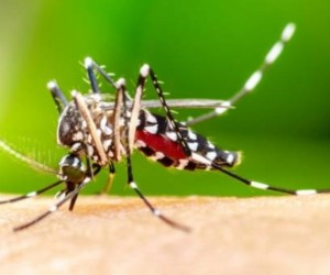 Prefeitura acompanha Saúde federal e lança dia D contra Dengue 