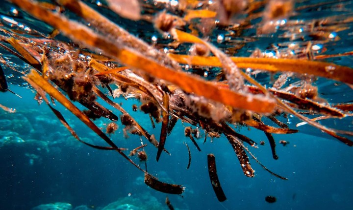 Maré vermelha afeta banho e retirada de moluscos em SC