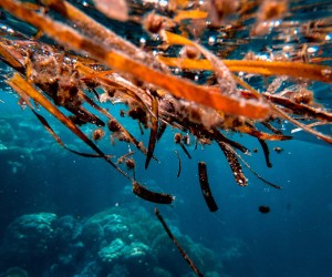 Maré vermelha afeta banho e retirada de moluscos em SC