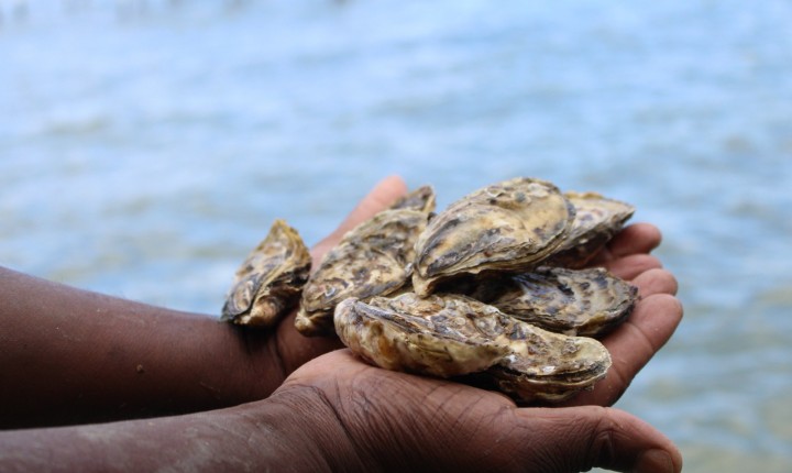 Moluscos tem áreas liberadas para consumo