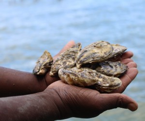 Moluscos tem áreas liberadas para consumo