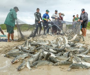 Lanço na praia da Barra da Lagoa captura milhares de tainhas