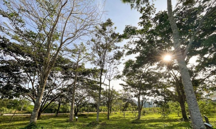 Semana do Meio Ambiente 2024 inicia na segunda-feira (03) 