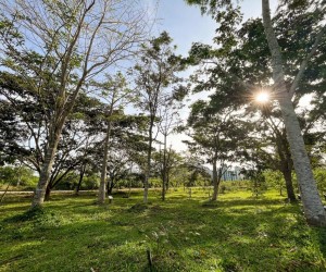 Semana do Meio Ambiente 2024 inicia na segunda-feira (03) 