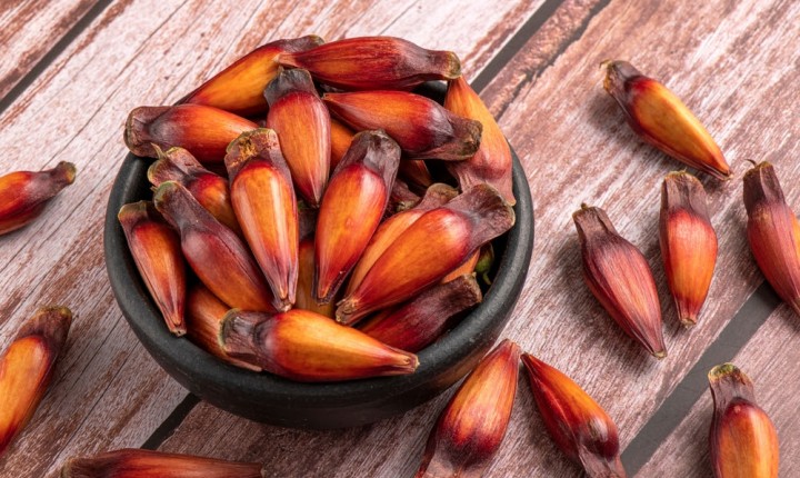 Nutricionista aponta os benefícios do Pinhão, alimento presente na culinária catarinense