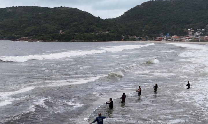 Safra da Tainha de 2024 é a maior safra dos últimos dois anos