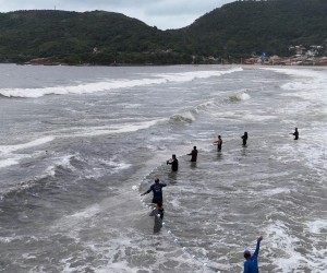 Safra da Tainha de 2024 é a maior safra dos últimos dois anos