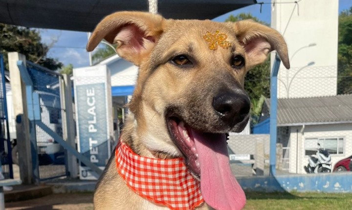 Dibea de Florianópolis promove segunda edição do Arraiá da Bicharada 